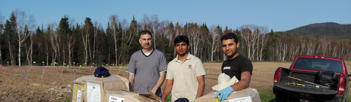 Memorial University, Grenfell Campus – Biochar Research with AirTerra’s SoilMatrix Biochar