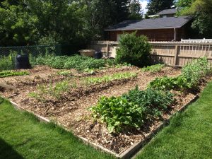 Soil Matrix Garden - June 26, 2016