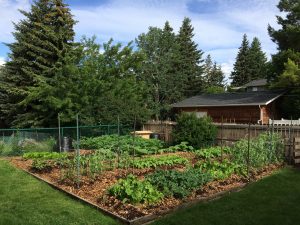 Soil Matrix Garden - July 3, 2016