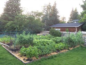 SoilMatrix Garden after June 30, 2016 hail storm in N. W. Calgary