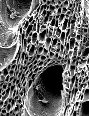 About Biochar: Carbon Matrix